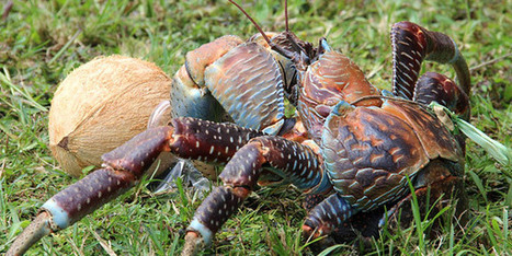 Classement du crabe de cocotier ou kaveu en espèce d’intérêt particulier | Biodiversité | Scoop.it