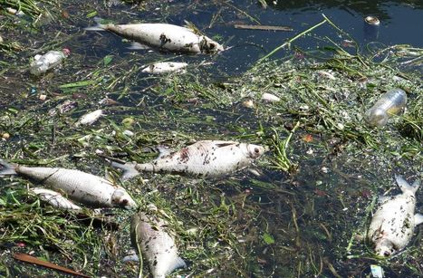 #Usine d'#épuration d'#Achères: nouvelle #pollution de la #Seine après les orages du week-end | Gestion de crise | Scoop.it