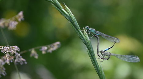 Corse : Certaines libellules se font de plus en plus rares dans l'île | Biodiversité | Scoop.it