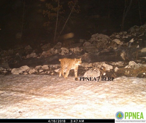Le lynx des Balkans, plus grand félin d’Europe, a besoin de protection | Biodiversité | Scoop.it