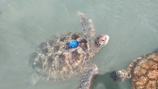 La technologie connect&eacute;e au service des tortues marines | Biodiversit&eacute; | Scoop.it