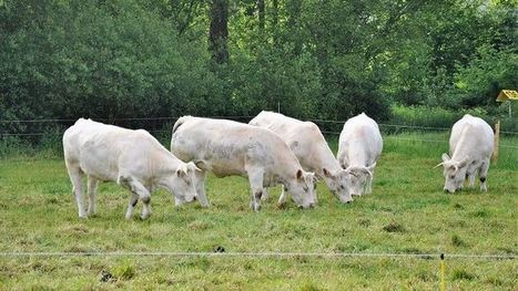Économiser de l'aliment en rationnant les génisses l'hiver sans les pénaliser | SCIENCES DE L' ANIMAL | Scoop.it