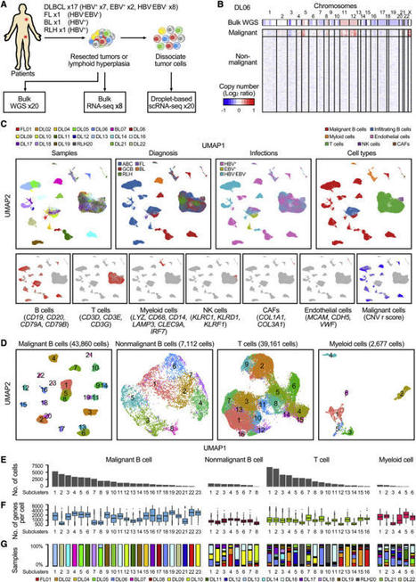 A single-cell atlas of diffuse large B cell lymphoma | Hematology | Scoop.it