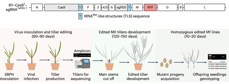 Transgene- and tissue culture-free heritable genome editing using RNA virus-based delivery in wheat | Npt | RMH | Scoop.it