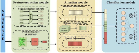 &nbsp;AMPBAN: A Deep Learning Framework Integrating Protein Sequence and Structural Features for Antimicrobial Peptide Prediction | brvai | RMH | Scoop.it