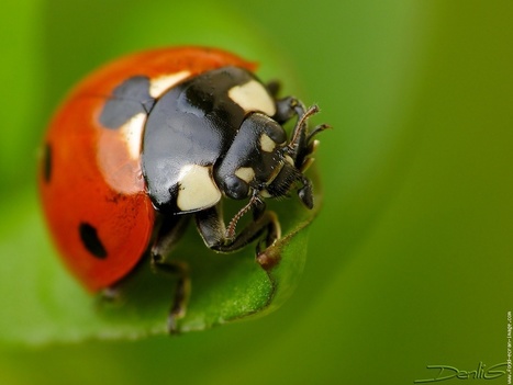 Scarabaeoidea, Chrysomeloidea, et Curculionoidea | Vari&eacute;t&eacute;s entomologiques | Scoop.it