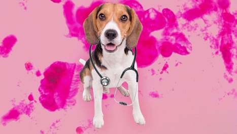 Do Cancer-Sniffing Canines Pass the Smell Test? | Comparative Oncology | Scoop.it