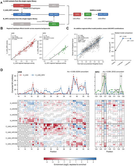 Sequence&ndash;activity mapping and model-guided engineering of the phenol-responsive DmpR&ndash;Po &sigma;54 promoter | frn | RMH | Scoop.it