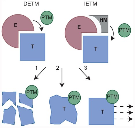 Frontiers in Plant Proteomics: Effector-triggered post-translational modifications and their role in suppression of plant immunity (2012) | Plants and Microbes | Scoop.it