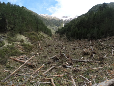 Les dégâts de l'hiver : avalanche à Péguère - Jean-Jacques Héran | Vallées d'Aure & Louron - Pyrénées | Scoop.it