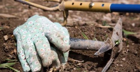 Mese di dicembre: semina, raccolto e lavori nell'orto | Orto, Giardino, Frutteto, Piante Innovative e Antiche Varietà | Scoop.it