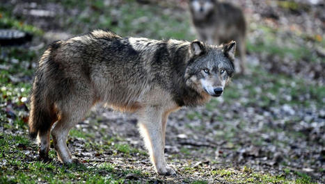 Un nouveau plan loup dévoilé ce lundi, très attendu par les éleveurs du Doubs | Actualité Bétail | Scoop.it