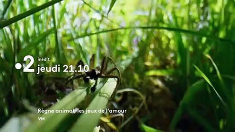 Règne animal, les jeux de l'amour : 26/05/2022 à 21h10 sur France 2 - Télé-Loisirs | Variétés entomologiques | Scoop.it