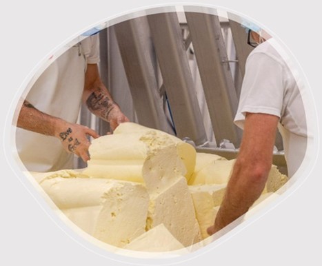 La Tome fraîche de l'Aubrac : Victoire pour ce fromage emblématique de l'Aubrac, qui obtient son IGP | Lait de Normandie... et d'ailleurs | Scoop.it