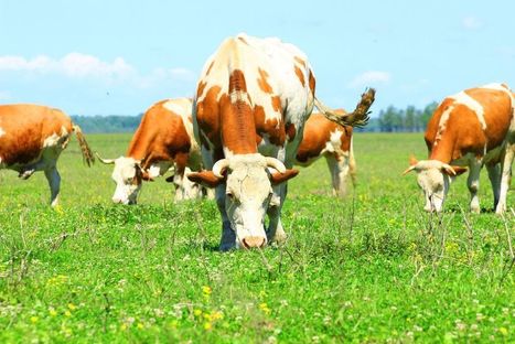 In the fight against HIV, cows emerge as powerful secret weapon | Virology News | Scoop.it