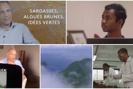 "Algues brunes, idées vertes" : la conférence internationale sur les sargasses lancée par des lycéens | Revue Politique Guadeloupe | Scoop.it