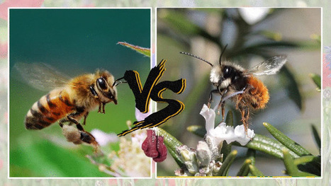Encore un article sur la disparition de l&rsquo;abeille domestique ? | EntomoScience | Scoop.it