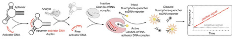 A critical assessment of aptamer and CRISPR-Cas12a-based biosensors for small molecule detection | npj | RMH | Scoop.it