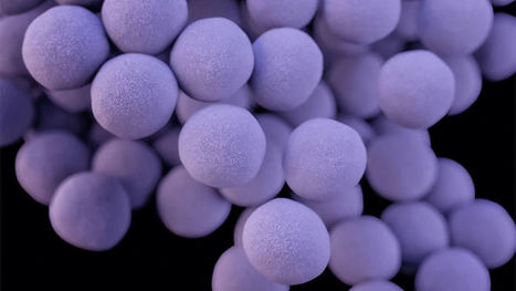 Superantibiotic is 25,000 times more potent than its predecessor | Life Sciences Universit&eacute; Paris-Saclay | Scoop.it