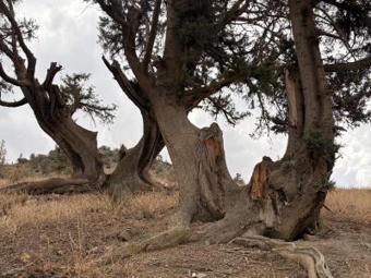 MEDITERRANEAN FORESTS: The Silent Witness - MOROCCO | CIHEAM Press Review | Scoop.it