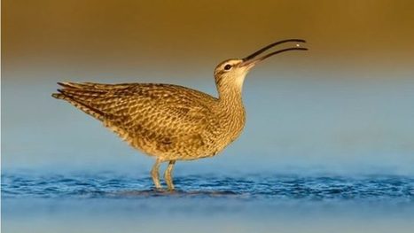 Péninsule acadienne : à la rescousse du courlis corlieu | Les oiseaux au gré du vent | Scoop.it