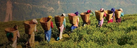 D&eacute;veloppement durable et innovation organisationnelle : une adaptation de l&rsquo;entreprise &agrave; son environnement | RSE et D&eacute;veloppement Durable | Scoop.it