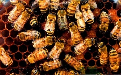 One-Third of U.S. Honeybee Colonies Died Last Winter, Threatening Food Supply | Wired Science | Wired.com | Science News | Scoop.it