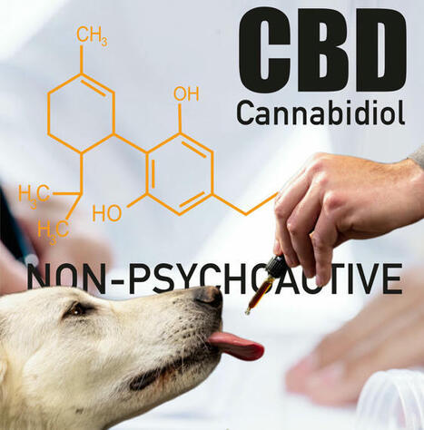 The CBD Dog Treat Guide - Are They Good for Hip and Joint Health? What Ingredients Should You Avoid? | Cannabis.Net | Scoop.it