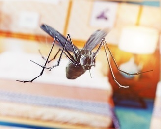 Zika, dengue : La bactérie qui bloque la transmission virale | EntomoNews | Scoop.it