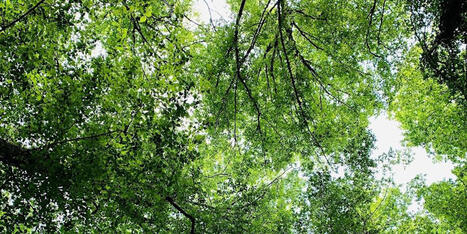 NUIT DES FOR&Ecirc;TS Billets, samedi 13 juin-dimanche 14 juin &nbsp;&bull;&nbsp; 14:00-0:00 | For&ecirc;t, Bois, Milieux naturels : sciences et techniques | Scoop.it