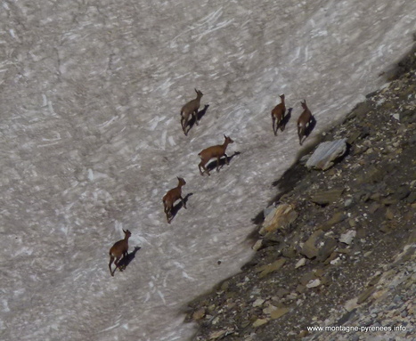 Isards, vous avez dit isards ... | Vallées d'Aure & Louron - Pyrénées | Scoop.it