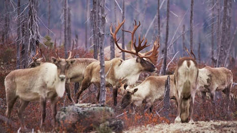 Caribou : Guilbeault recommandera une intervention au Québec | Ils parlent de nous ! | Scoop.it