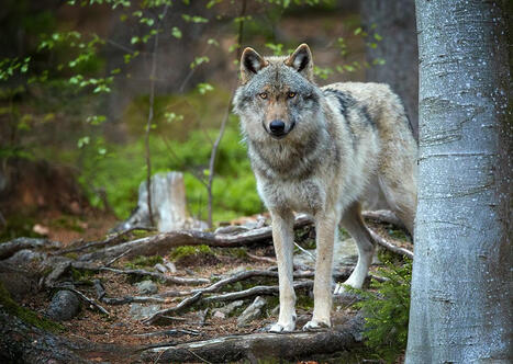 Déclassement de la protection du loup : vers un basculement sur le régime déclaratif pour les tirs de défense | Veille juridique du CDG13 | Scoop.it