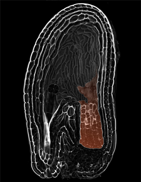La modification de la paroi cellulaire d&eacute;clenche l&rsquo;&eacute;limination du nucelle chez Arabidopsis | Life Sciences Universit&eacute; Paris-Saclay | Scoop.it