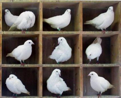 Physicists discuss quantum pigeonhole principle | Ciencia-Física | Scoop.it