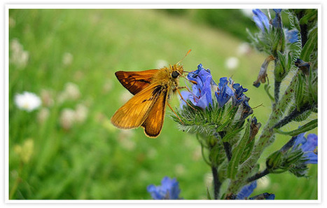 Propage - Suivi des papillons par les gestionnaires d'espaces Vigie Nature | Biodiversité | Scoop.it