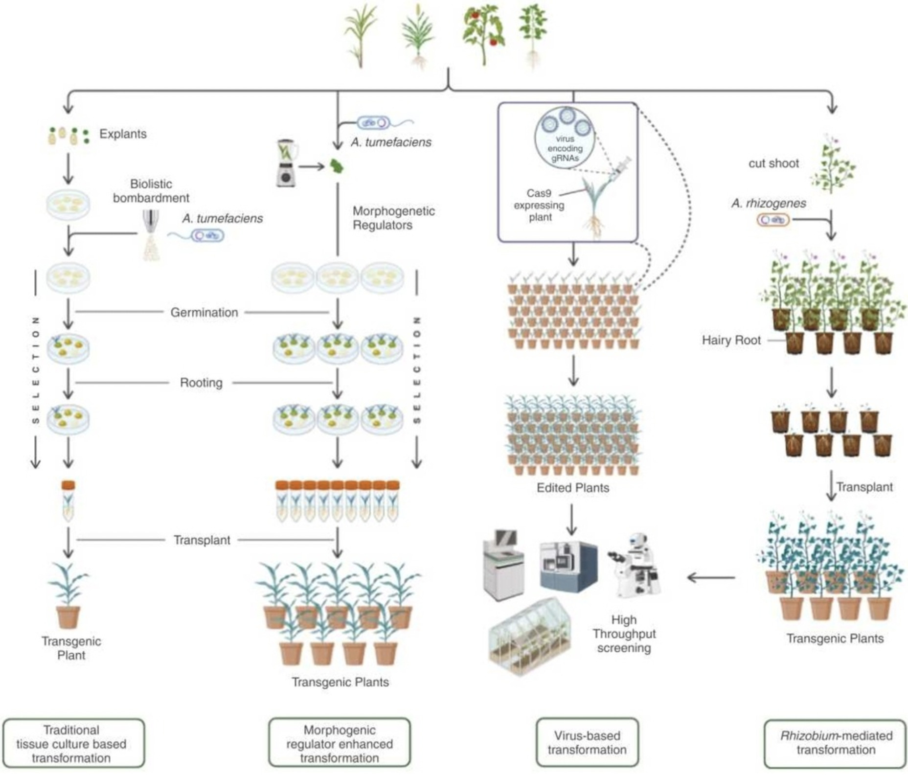 New strategies to advance plant transformation ...