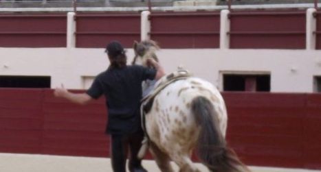 Foire du cheval  et spectacle équestre | Salon du Cheval | Scoop.it