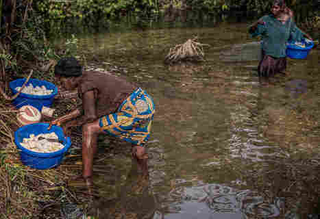 Poverty Plus A Poisonous Plant Blamed For Paralysis In Rural Africa (Cassava) | Plant Biology Teaching Resources (Higher Education) | Scoop.it