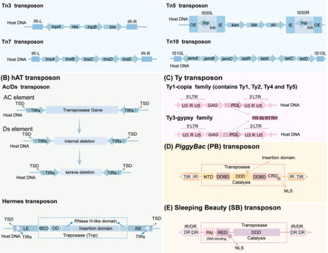 Progresses of transposon research in Saccharomyces cerevisiae | ssb | RMH | Scoop.it