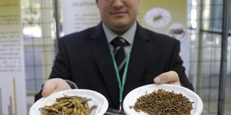 Vous avez jusqu'à ce dimanche soir pour venir goûter des insectes au parc Phoenix à Nice | IMREDD | Scoop.it