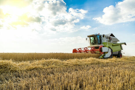 Optimism increasing in Australian wheat market, amid July rains | MED-Amin network | Scoop.it