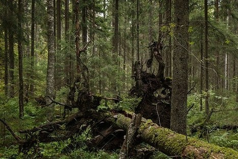 Suomen Luonto - Suomen metsäisin metsä löytyi Sipoonkorven kansallispuistosta | 1Uutiset - Lukemisen tähden | Scoop.it