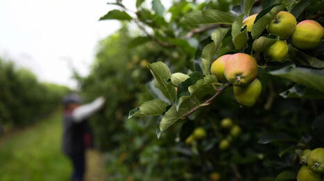 Fruits&nbsp;: des pertes estim&eacute;es entre 10 et 20&nbsp;% selon les vari&eacute;t&eacute;s de pommes et poires - Ouest France [Abonn&eacute;s] | Agriculture en Pays de la Loire | Scoop.it
