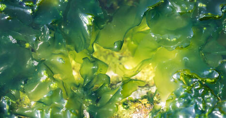 Algae: potential in food and beverage | AGROALIMENTAIRE | Scoop.it