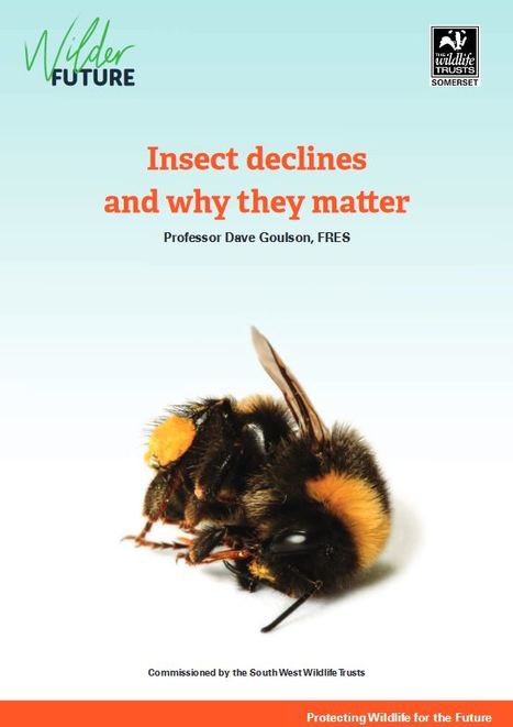 Rapport scientifique "Insect declines and why they matter", de Dave Goulson | Insect Archive | Scoop.it