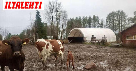Hieho karkasi ja palasi puoli vuotta myöhemmin kotiin: Mukana oli yllätys | 1Uutiset - Lukemisen tähden | Scoop.it