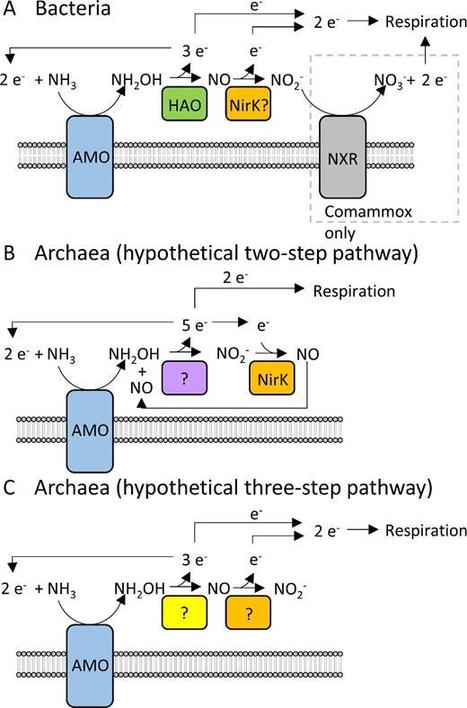 Ammonia oxidation: Ecology, physiology, biochemistry and why they must all come together | FEMS Microbiology Letters | RMH | Scoop.it