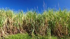Sept propositions pour l'avenir de la canne à sucre | Revue Politique Guadeloupe | Scoop.it