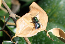 La Mégachile des vergers, une abeille maçonne solitaire d'Amérique du Nord,  réagit aux incendies en produisant davantage de femelles | EntomoNews | Scoop.it